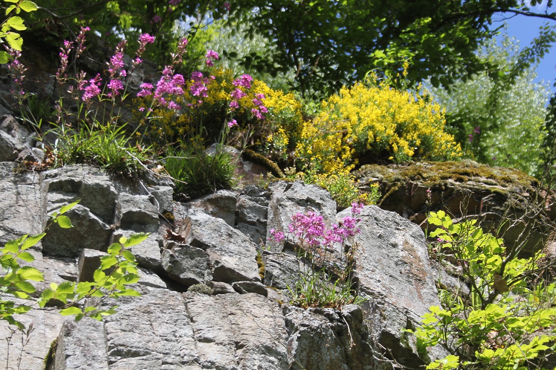 Artenvielfalt auf der Wald-Lücke. (Foto: Dr. Ralf Braun-Reichert)