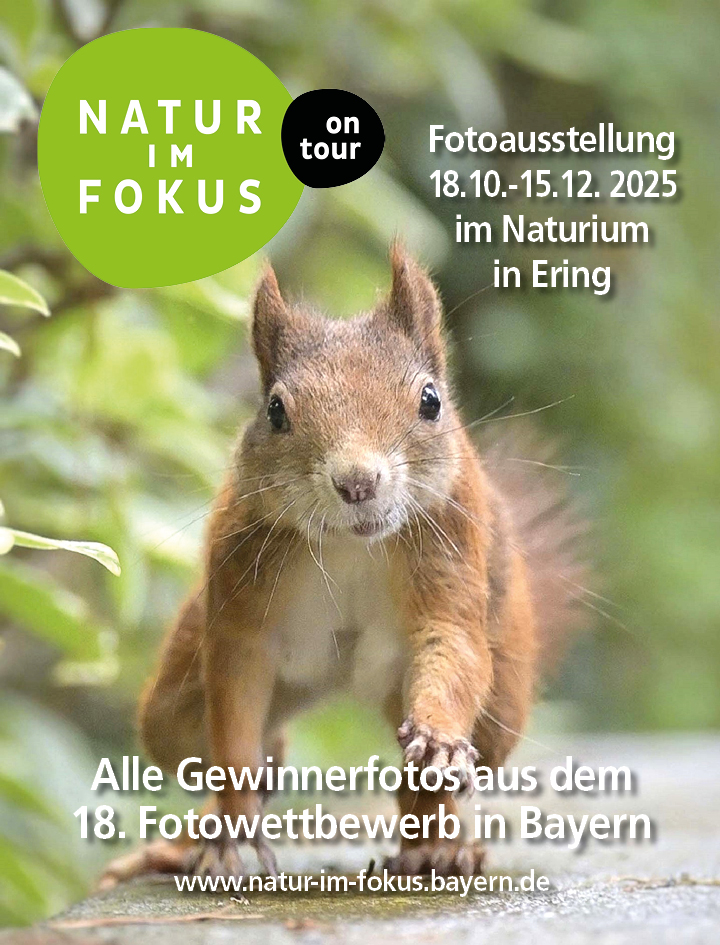 Foto Eichhörnchen "Auge in Auge": Lina Götz, Platz 3, Kategorie B, 15-18 Jahre