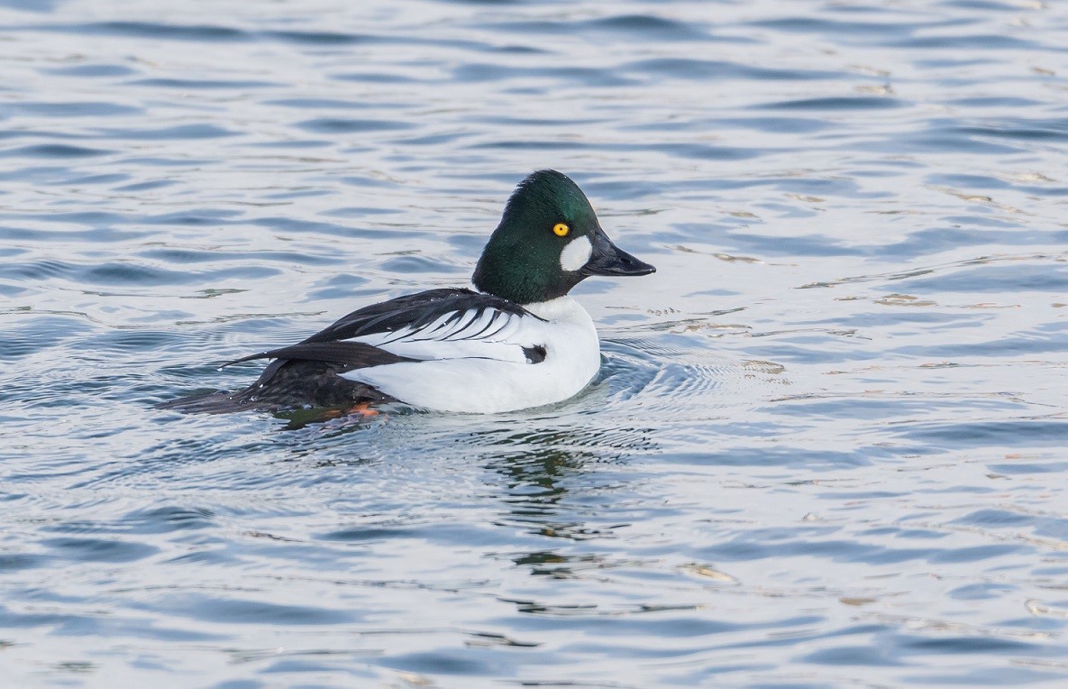 Wintergast am Inn: die Schellente. (Foto: Thomas Pumberger) Wintergast am Inn: die Schellente. (Foto: Thomas Pumberger)