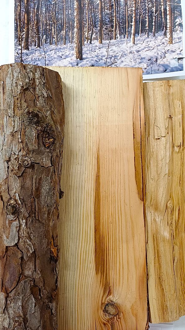 Das Holz der Lärche. (Foto: Isolde Ulbig) Das Holz der Lärche. (Foto: Isolde Ulbig)