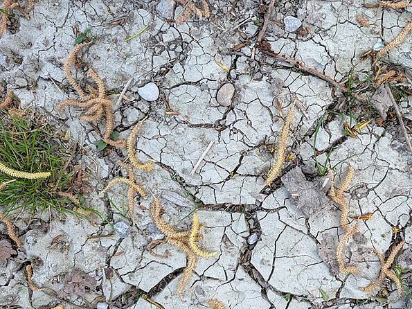 Rissige Böden sind bereits beunruhigend. In diesen Böden lebt fast nichts mehr. (Foto: Dorena Buchmeier) Rissige Böden sind bereits beunruhigend. In diesen Böden lebt fast nichts mehr. (Foto: Dorena Buchmeier)
