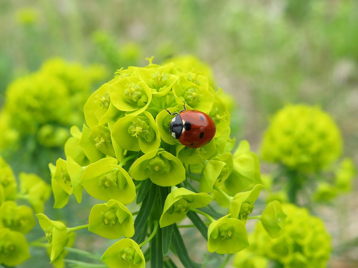 Marienkäfer auf Wolfsmilch. (Foto: Dorena Buchmeier) Marienkäfer auf Wolfsmilch. (Foto: Dorena Buchmeier)