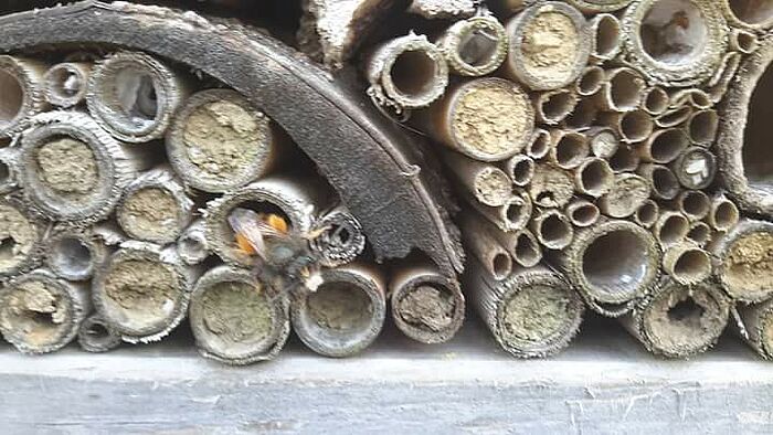 Hohle Stängel waagerecht gebündelt - gute Nistmöglichkeit für Wildbienen. (Foto: Daniela Ehm)