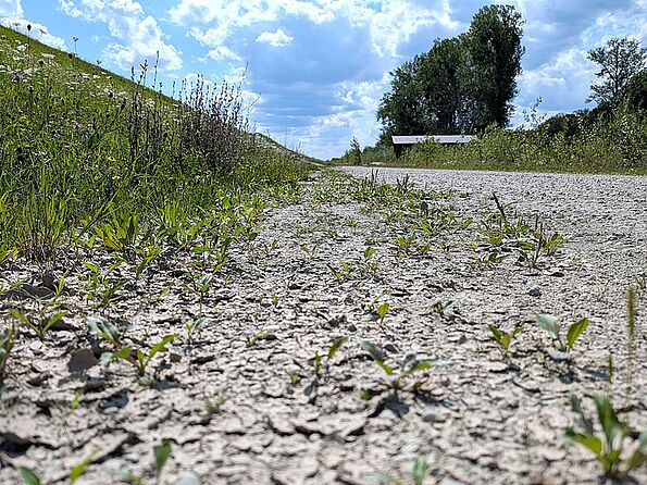 Trockenheit am Umgehungsgewässer (Foto: Dorena Buchmeier) Trockenheit am Umgehungsgewässer (Foto: Dorena Buchmeier)
