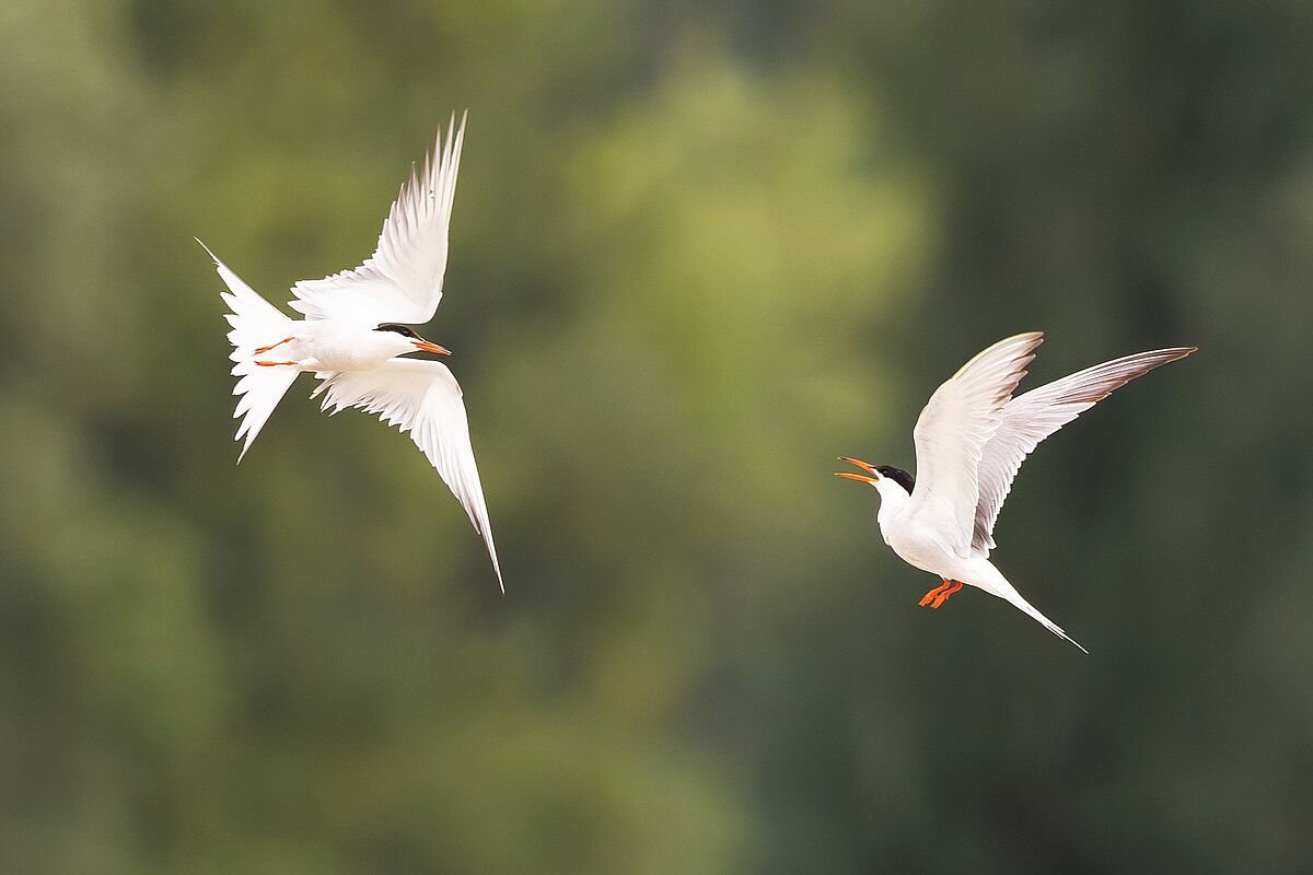 Zwei Flussseeschwalben bei der Paarbildung. (Foto: Stefan Schmidt) Zwei Flussseeschwalben bei der Paarbildung. (Foto: Stefan Schmidt)