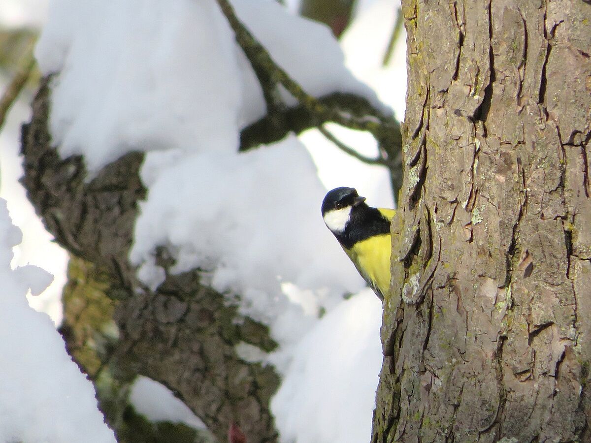 Eine neugierige Kohlmeise im Winter-Wald. (Foto: Dorena Buchmeier)